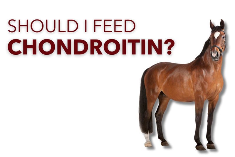 Should I Feed Chondroitin for Joint Health?